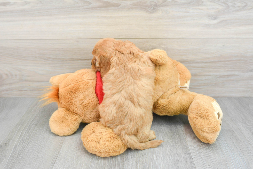 Cavapoo Puppy for Adoption