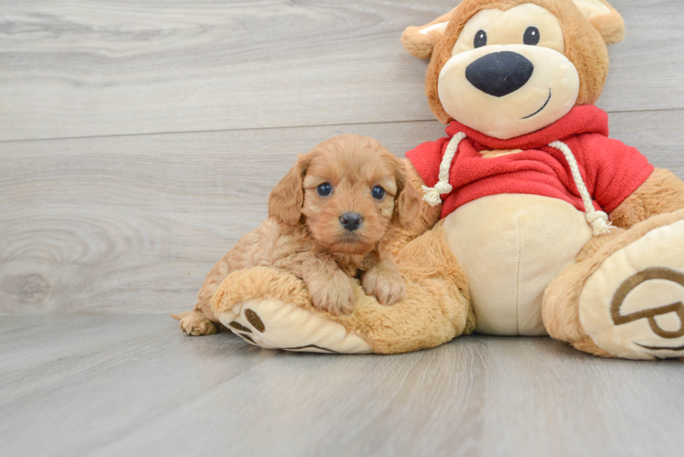 Fluffy Cavapoo Poodle Mix Pup