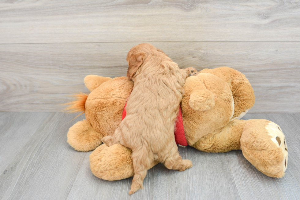 Cavapoo Puppy for Adoption