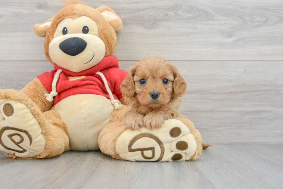 Best Cavapoo Baby