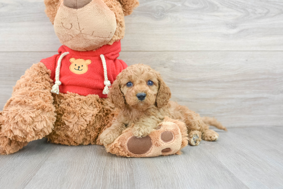 Cavapoo Pup Being Cute