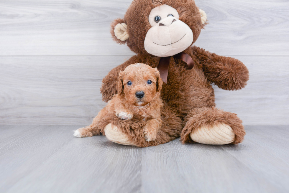 Cute Cavapoo Baby