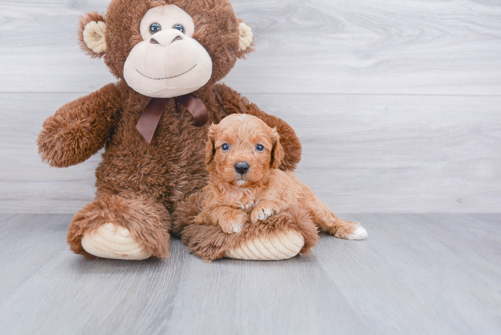 Cavapoo Puppy for Adoption