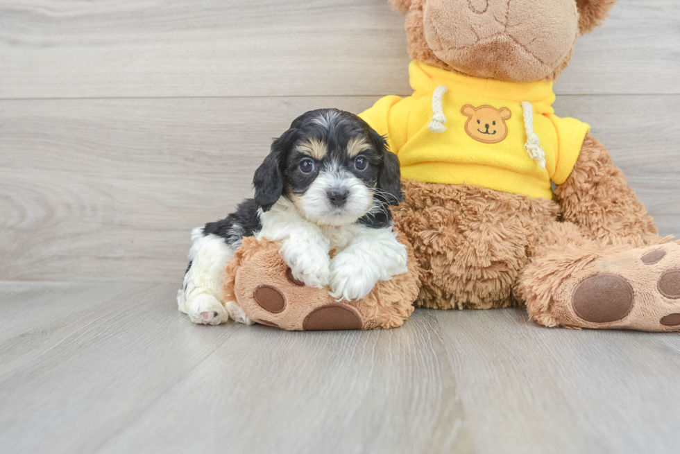 Cavapoo Pup Being Cute