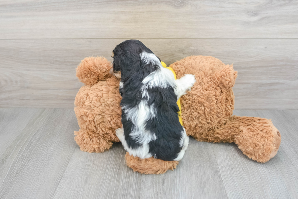 Cavapoo Pup Being Cute