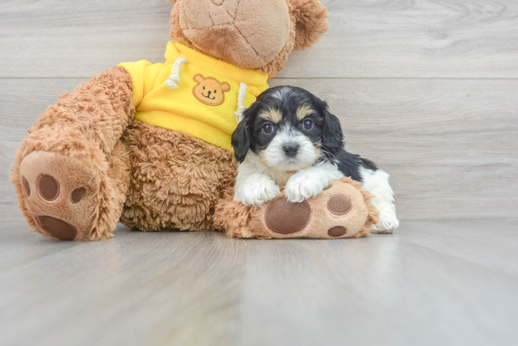 Fluffy Cavapoo Poodle Mix Pup