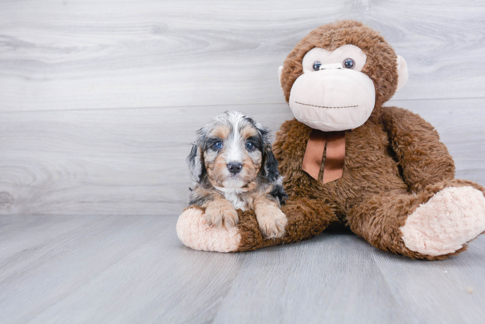 Energetic Cavoodle Poodle Mix Puppy