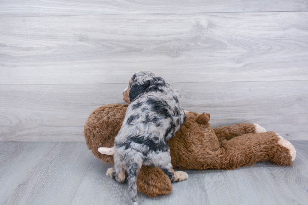 Happy Cavapoo Baby