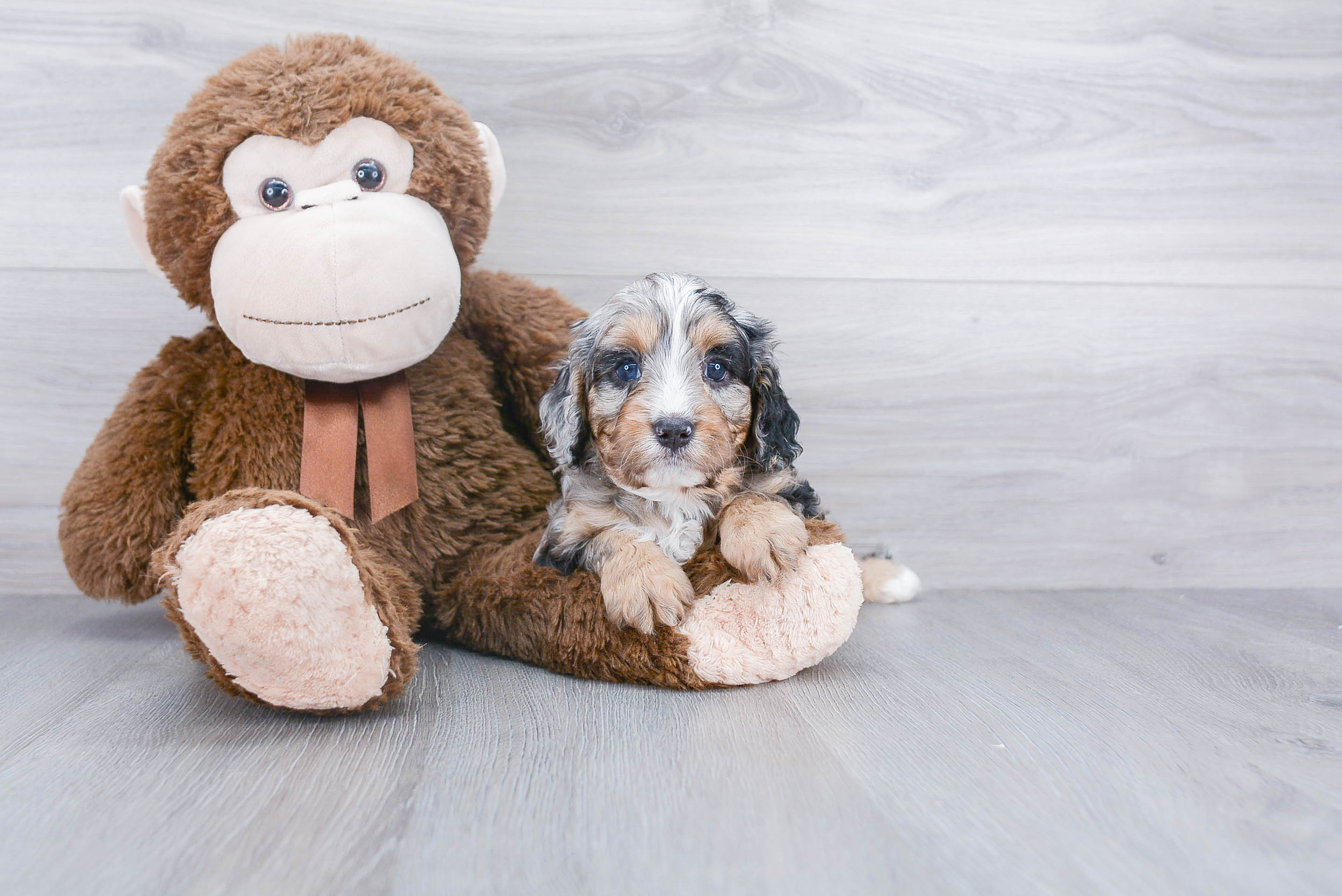 Best Cavapoo Baby