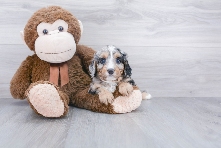 Best Cavapoo Baby