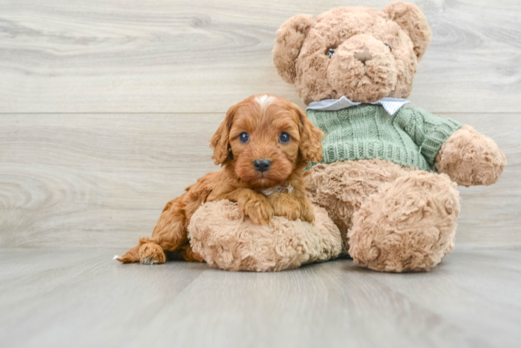 Adorable Cavalier King Charles Spaniel and Poodle Mix Poodle Mix Puppy