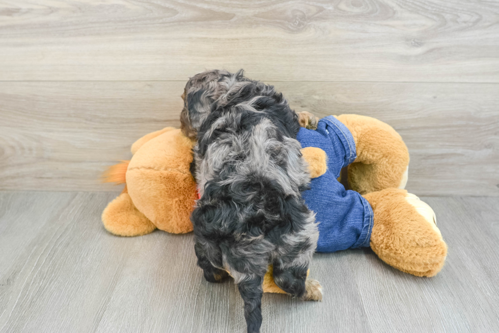 Best Cavapoo Baby