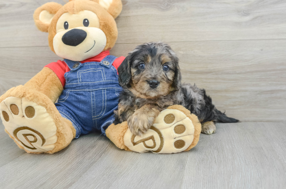 6 week old Cavapoo Puppy For Sale - Premier Pups