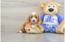 Playful Cavapoodle Poodle Mix Puppy