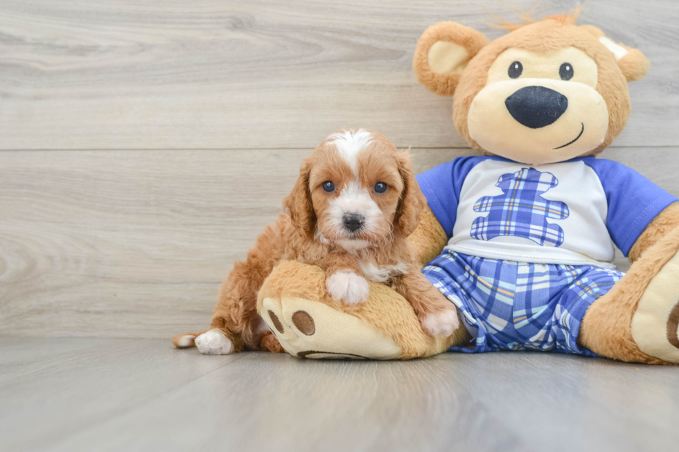 Playful Cavapoodle Poodle Mix Puppy
