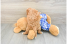 Cavapoo Puppy for Adoption