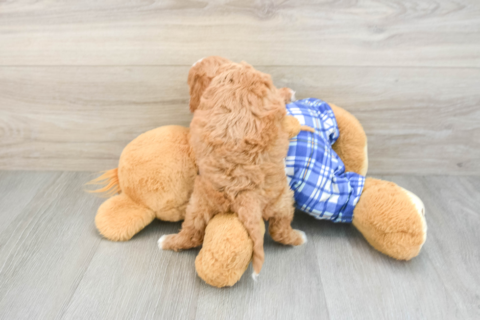 Cavapoo Puppy for Adoption