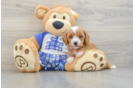 Cavapoo Pup Being Cute