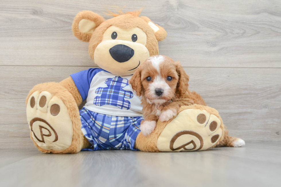 Cavapoo Pup Being Cute
