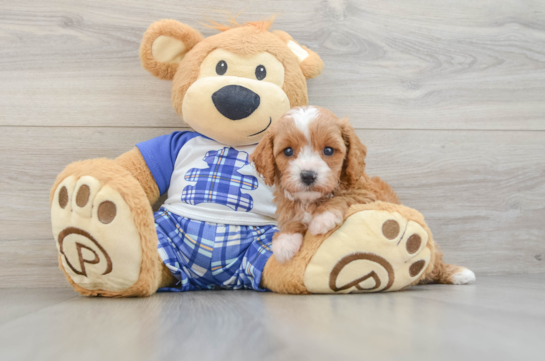 Cavapoo Pup Being Cute