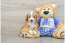 Hypoallergenic Cavadoodle Poodle Mix Puppy