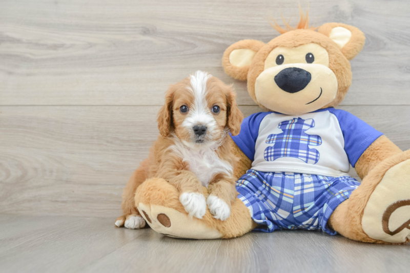 Meet Camden - our Cavapoo Puppy Photo 1/3 - Premier Pups