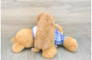Energetic Cavoodle Poodle Mix Puppy