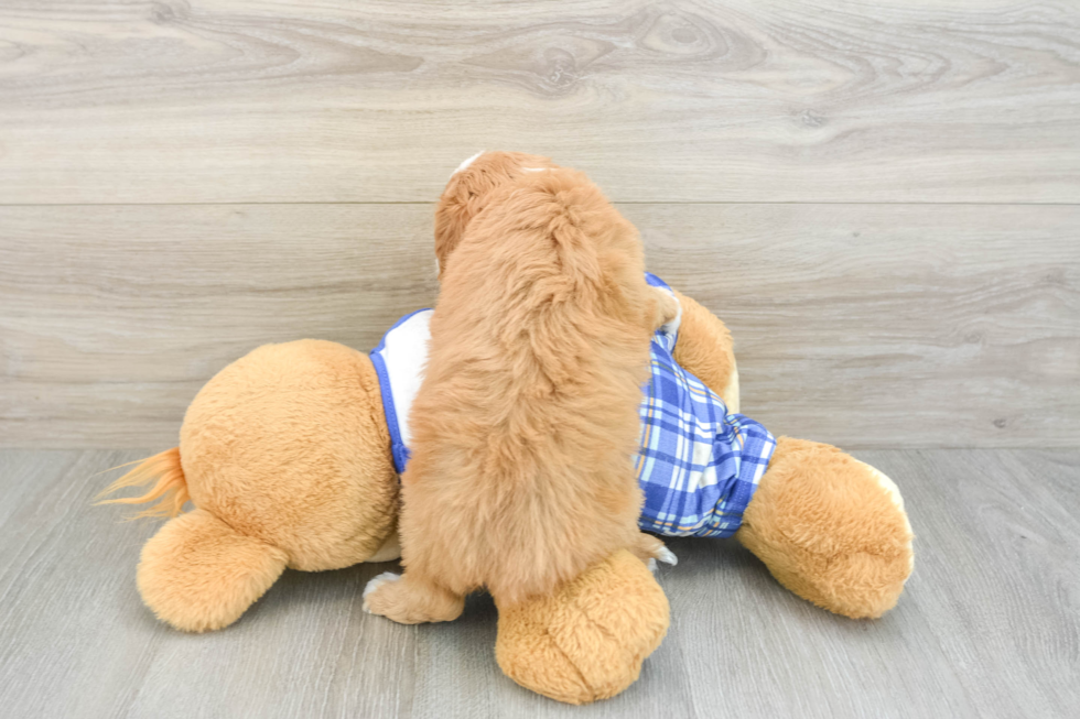 Energetic Cavoodle Poodle Mix Puppy