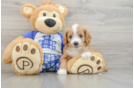 Hypoallergenic Cavadoodle Poodle Mix Puppy