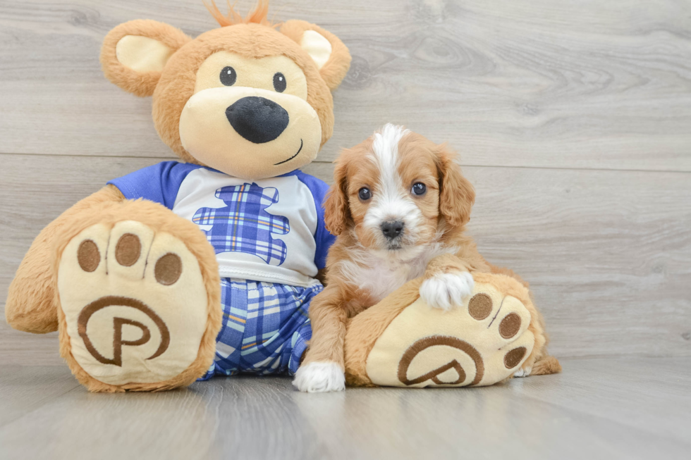 Hypoallergenic Cavadoodle Poodle Mix Puppy