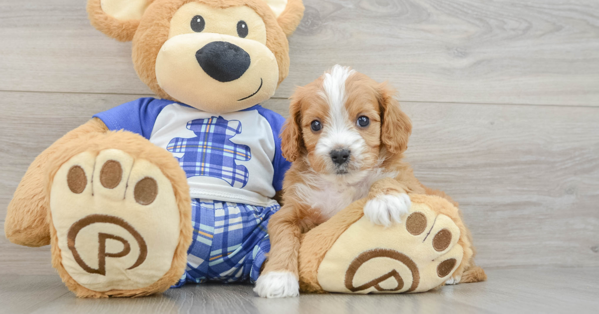 Energetic Cavapoo Camden: 4lb 2oz Doodle Puppy