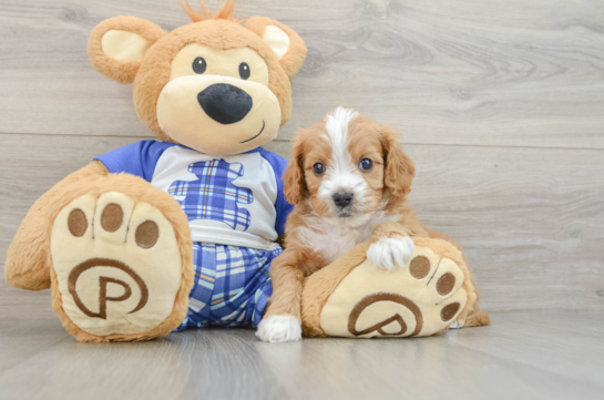 Hypoallergenic Cavadoodle Poodle Mix Puppy