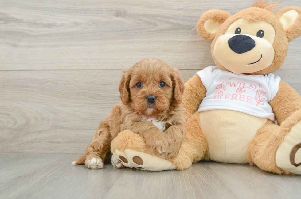 7 week old Cavapoo Puppy For Sale - Premier Pups