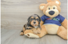 Petite Cavapoo Poodle Mix Pup