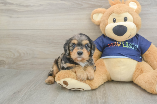 Petite Cavapoo Poodle Mix Pup