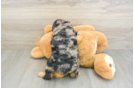 Funny Cavapoo Poodle Mix Pup