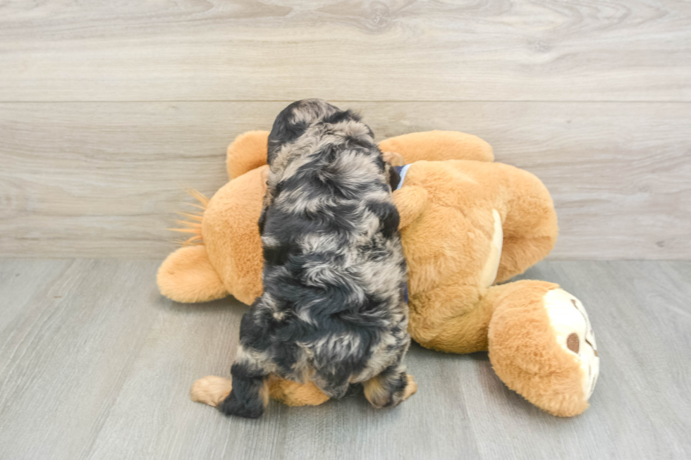Funny Cavapoo Poodle Mix Pup