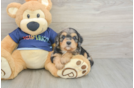 Sweet Cavapoo Baby