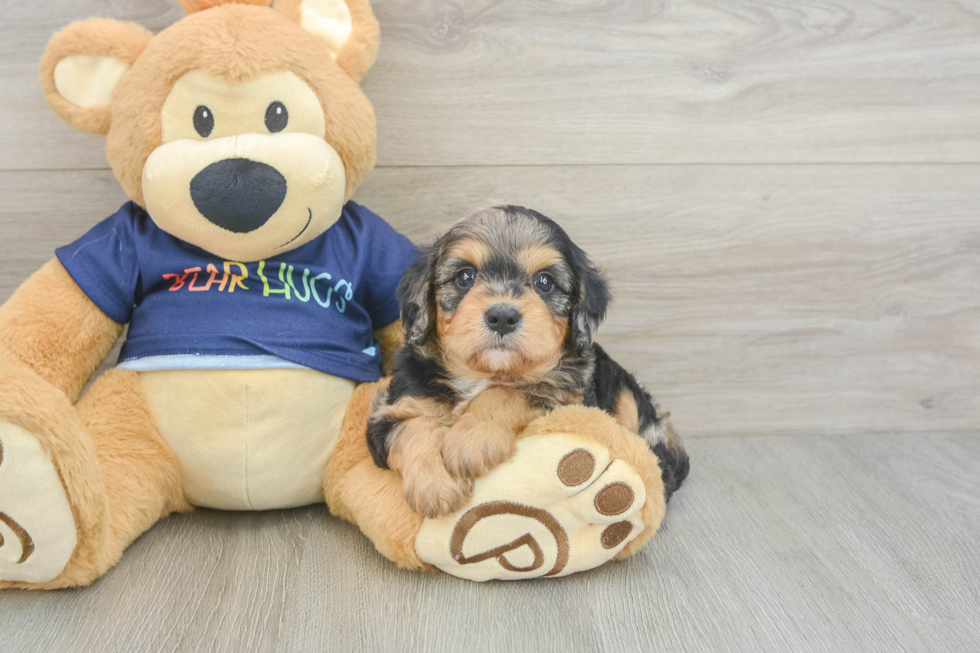 Sweet Cavapoo Baby