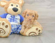 8 week old Cavapoo Puppy For Sale - Premier Pups