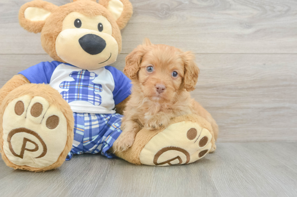 5 week old Cavapoo Puppy For Sale - Premier Pups