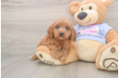Funny Cavapoo Poodle Mix Pup
