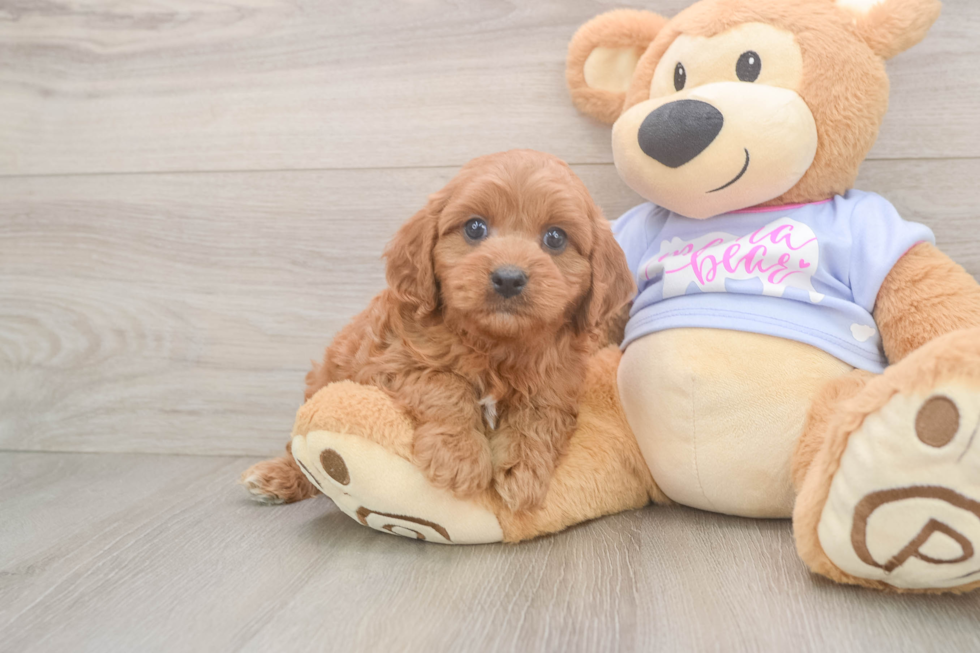 Funny Cavapoo Poodle Mix Pup