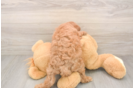 Cavapoo Puppy for Adoption