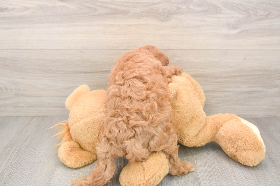 Cavapoo Puppy for Adoption