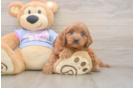 Small Cavapoo Baby