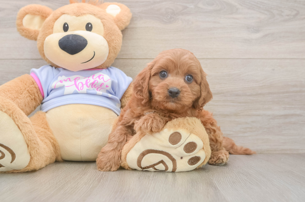 6 week old Cavapoo Puppy For Sale - Premier Pups