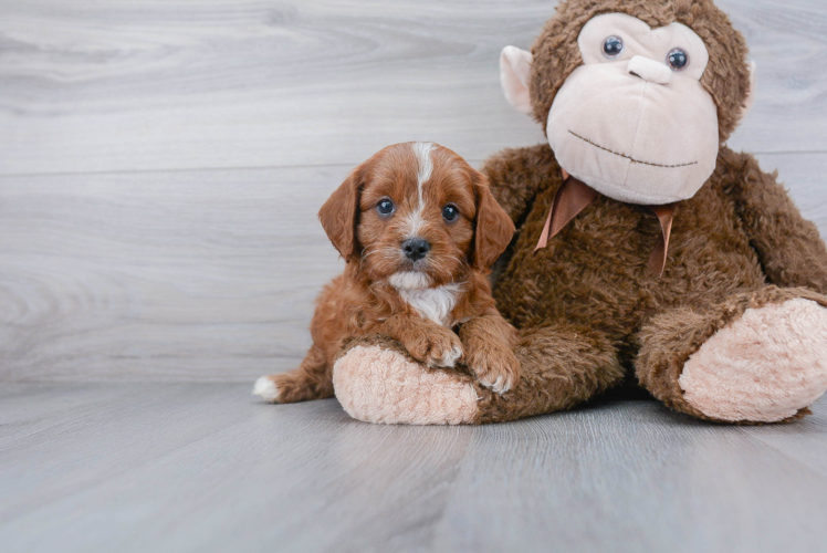 Adorable Cavoodle Poodle Mix Puppy