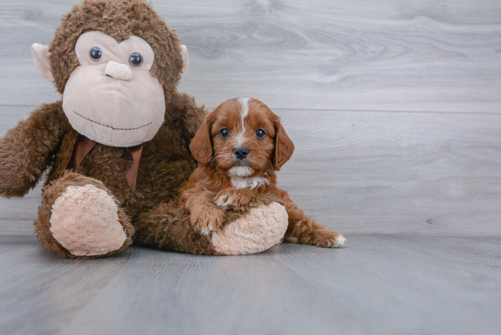 Cavapoo Puppy for Adoption