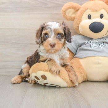 Fluffy Cavapoo Poodle Mix Pup